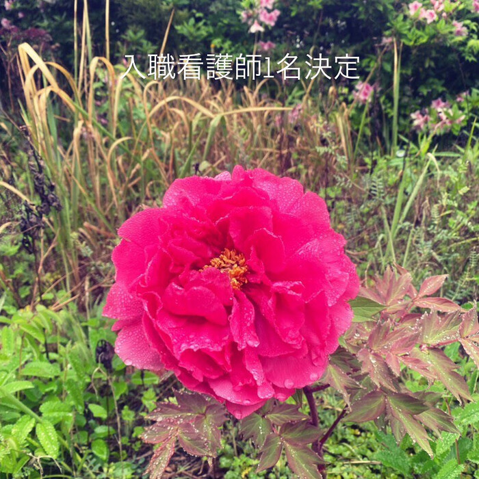 画像251